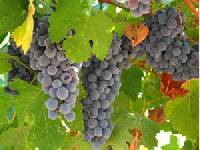 Vinho do Brasil - Wein aus Brasilien - neu auf der ProWein-Messe in Düsseldorf